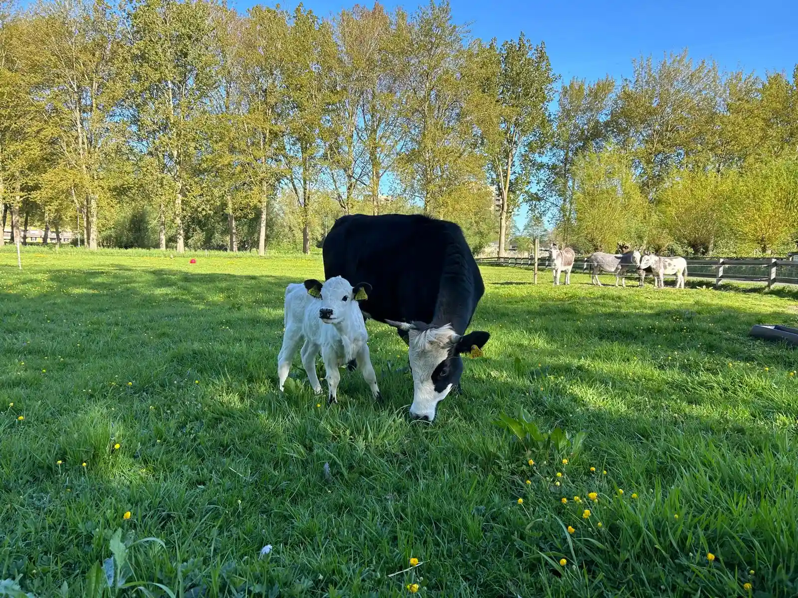 Koe en kalfje