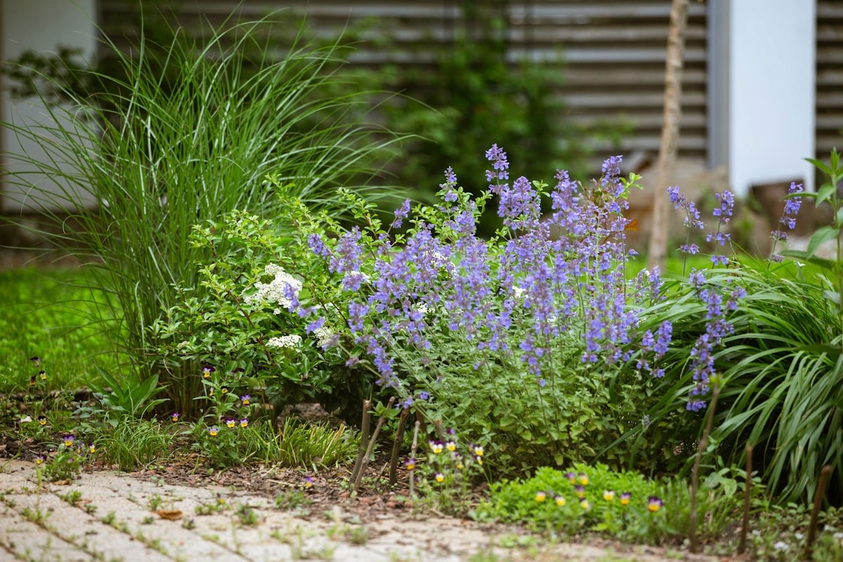Purple flowers and green plants in a garden bed