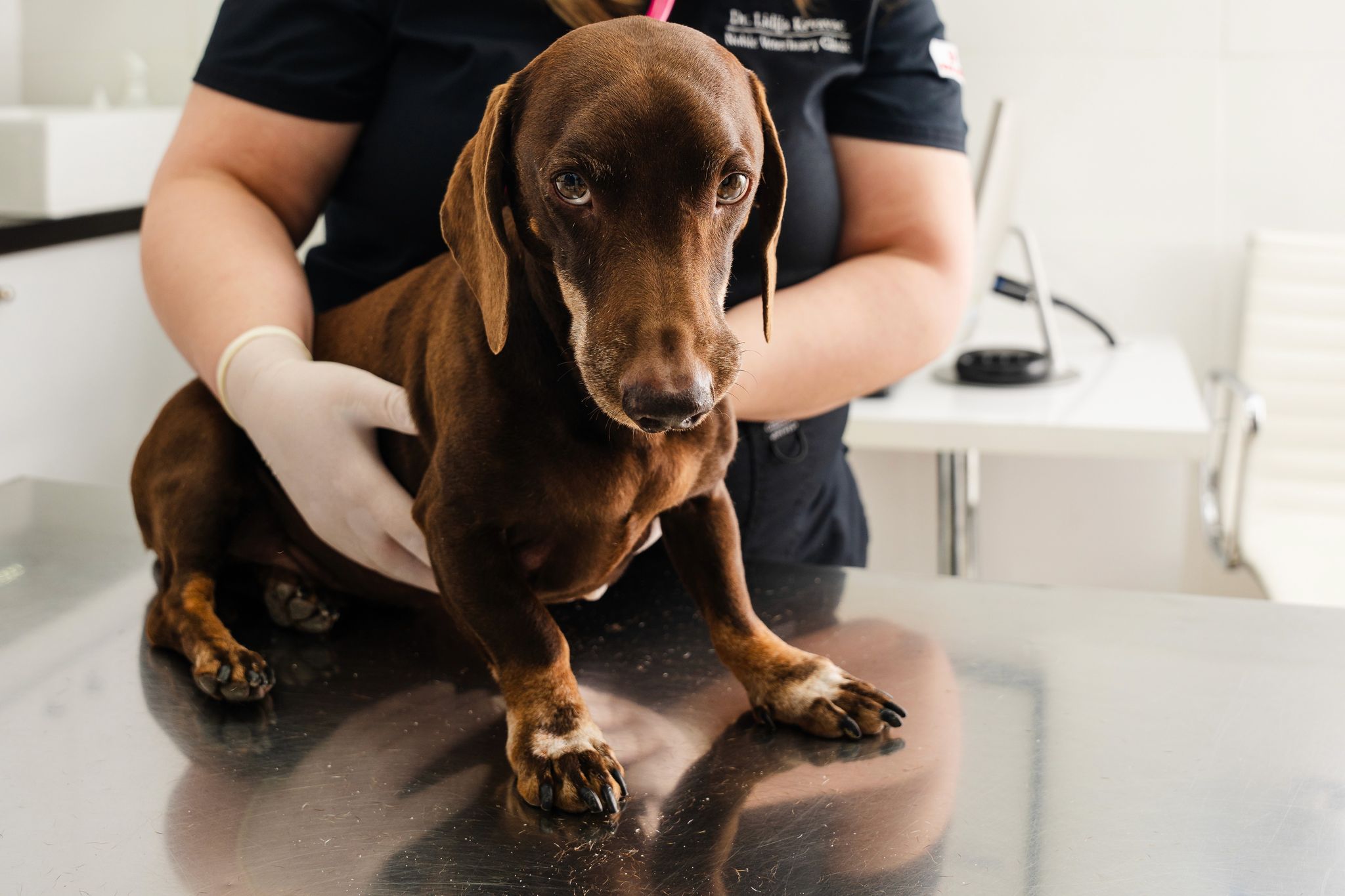 Caring for Dogs with Genetic Disorders