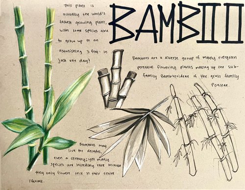 dynsketch bamboo.jpg