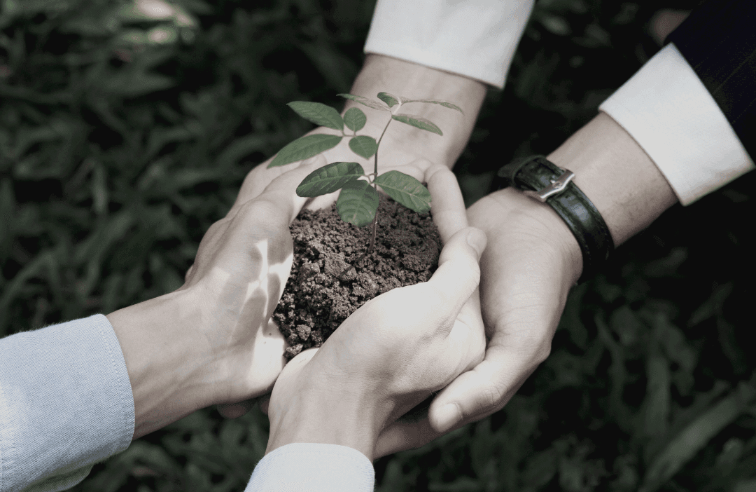 Hands of two people carefully holding a small plant together
