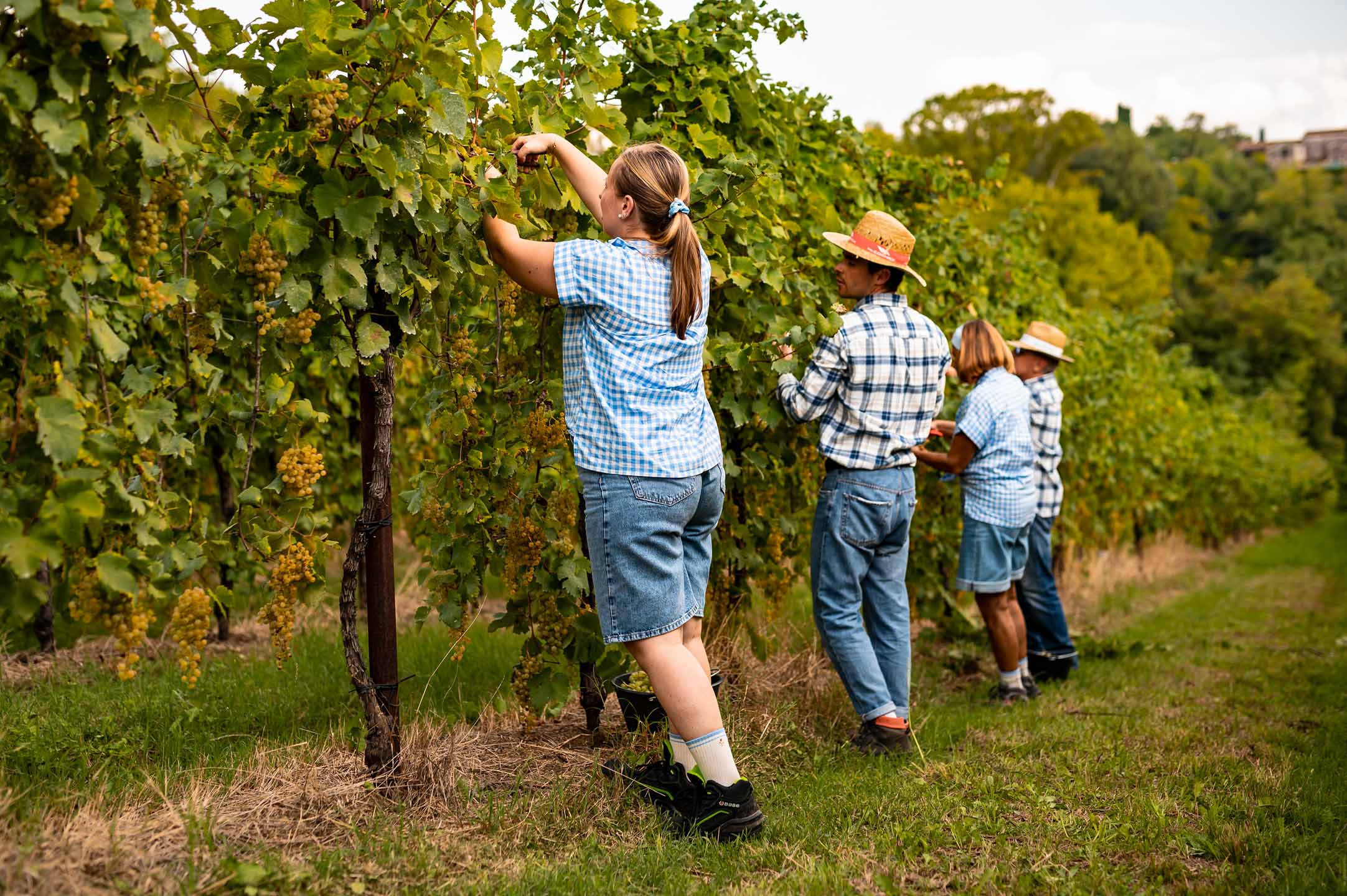 person showing purple grapes
