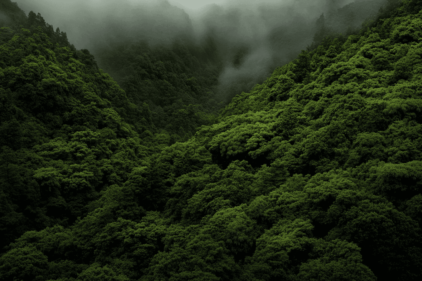 A top view of a green forest