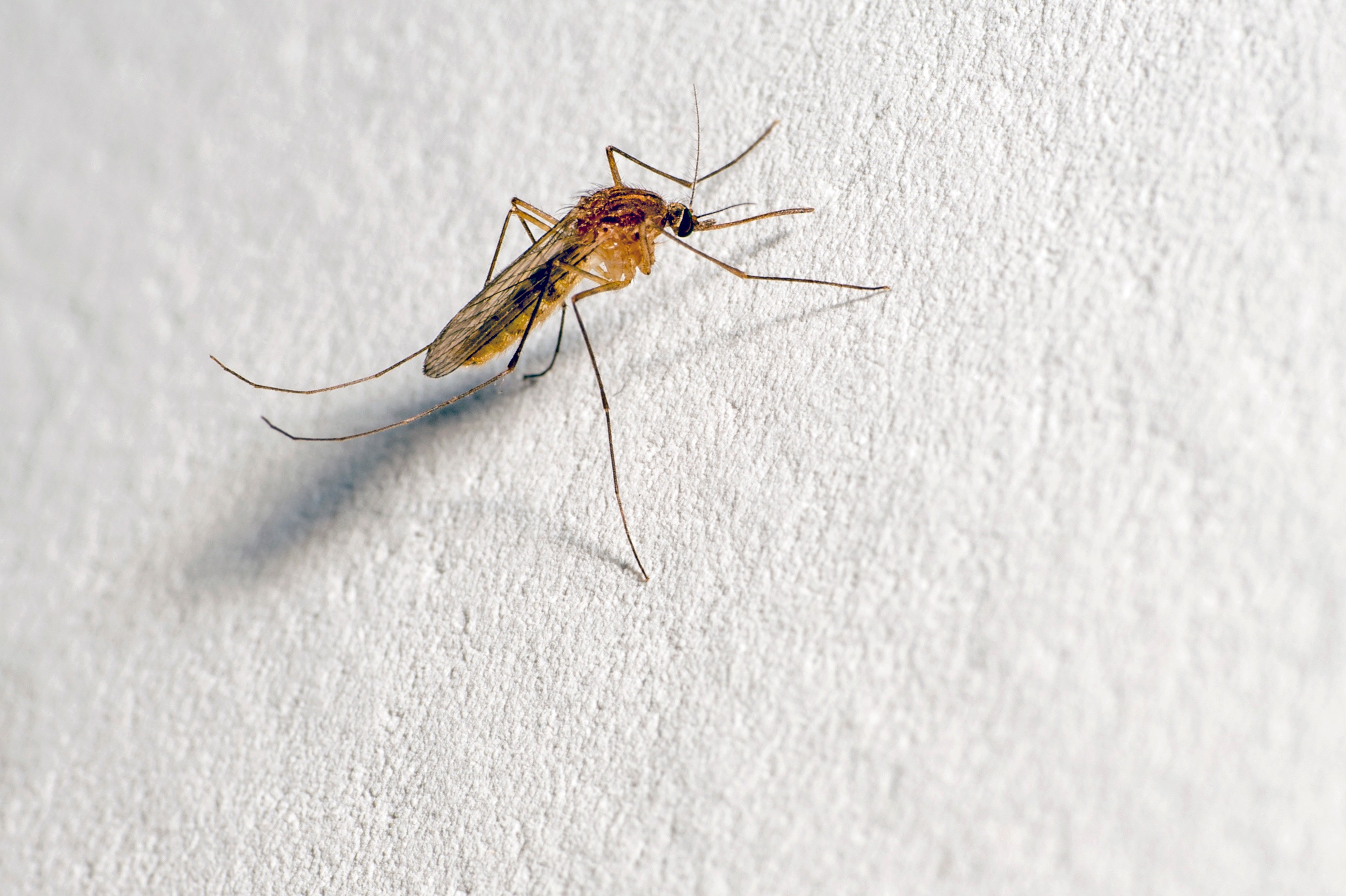 A mosquito with a protruding proboscis sits on a white wall
