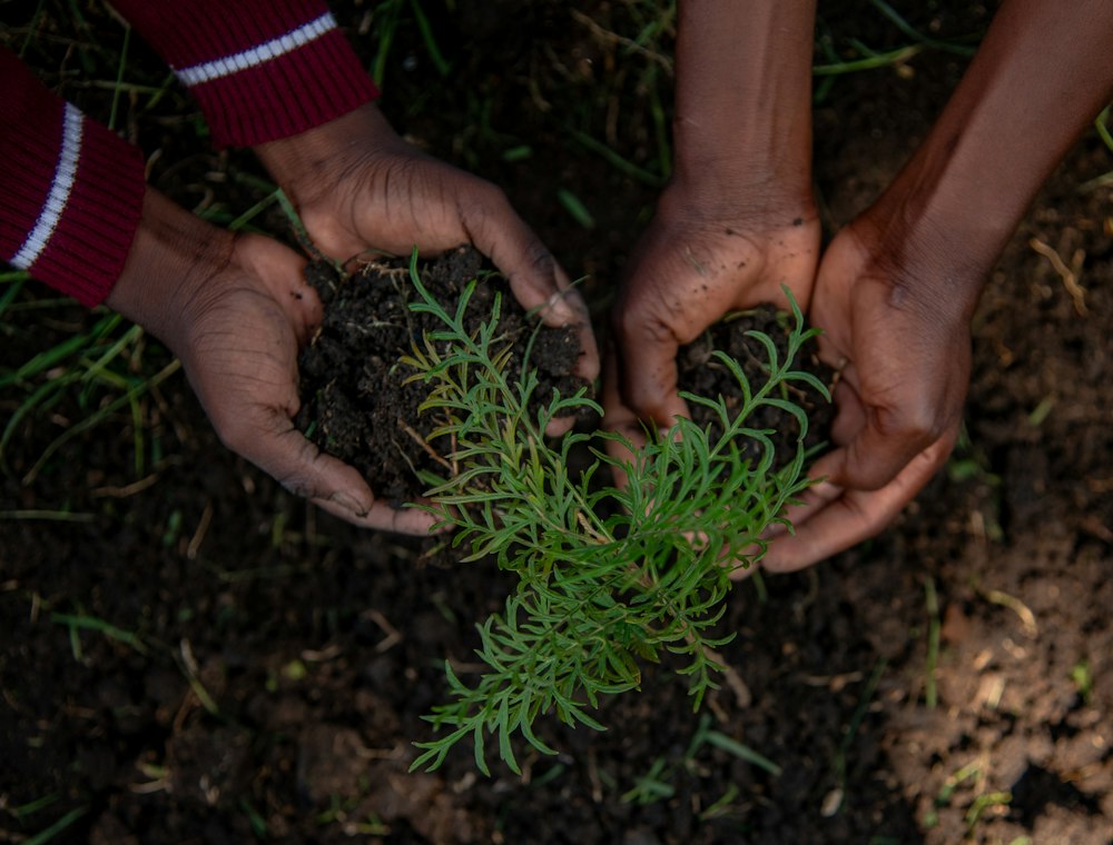 Hands cupped together around a young seedling
