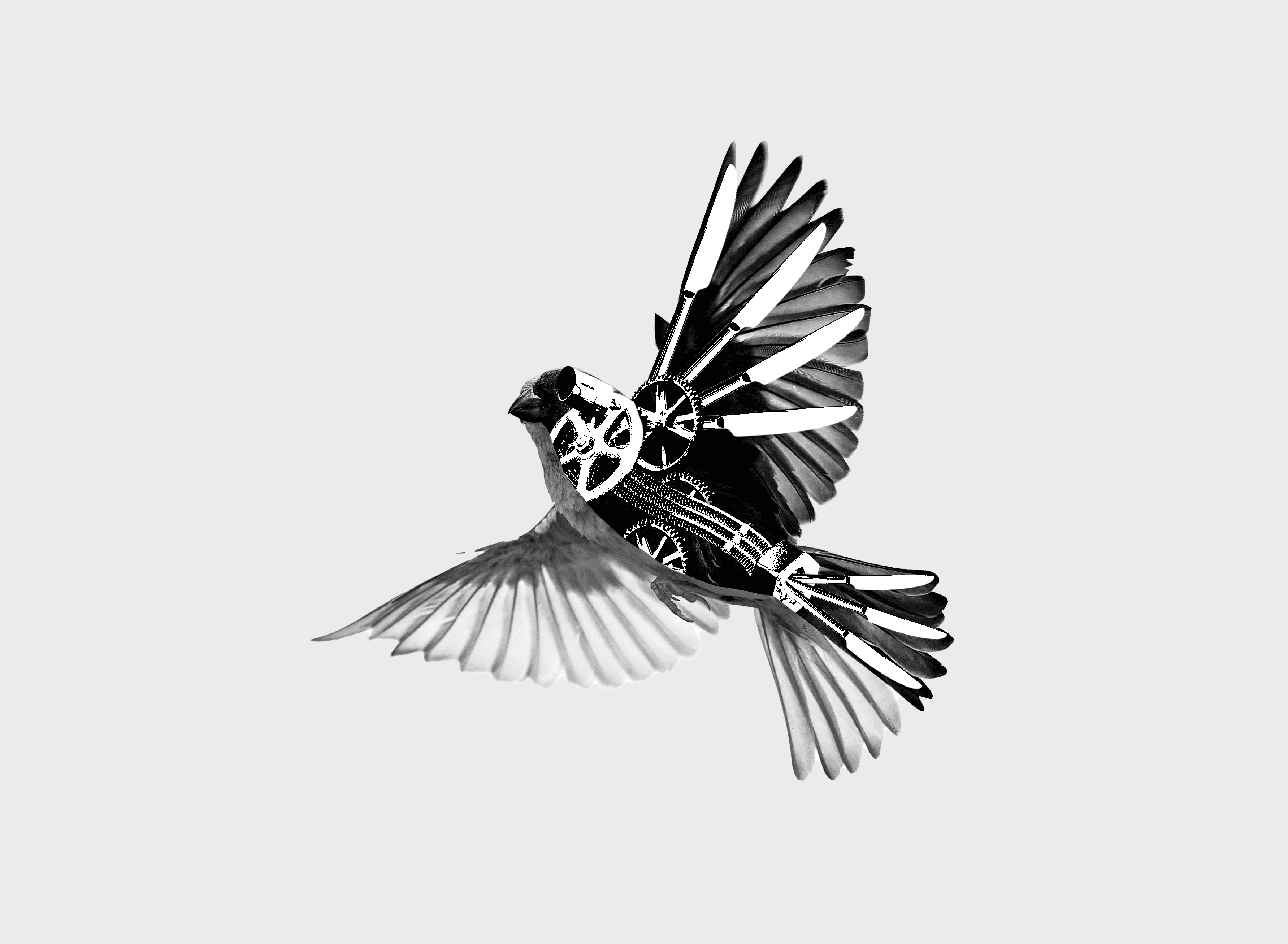 dario-ghisini-home-zeitung-brugdrof