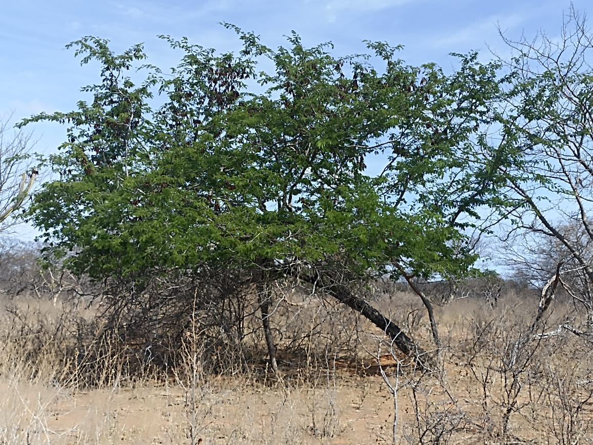 Aroeira