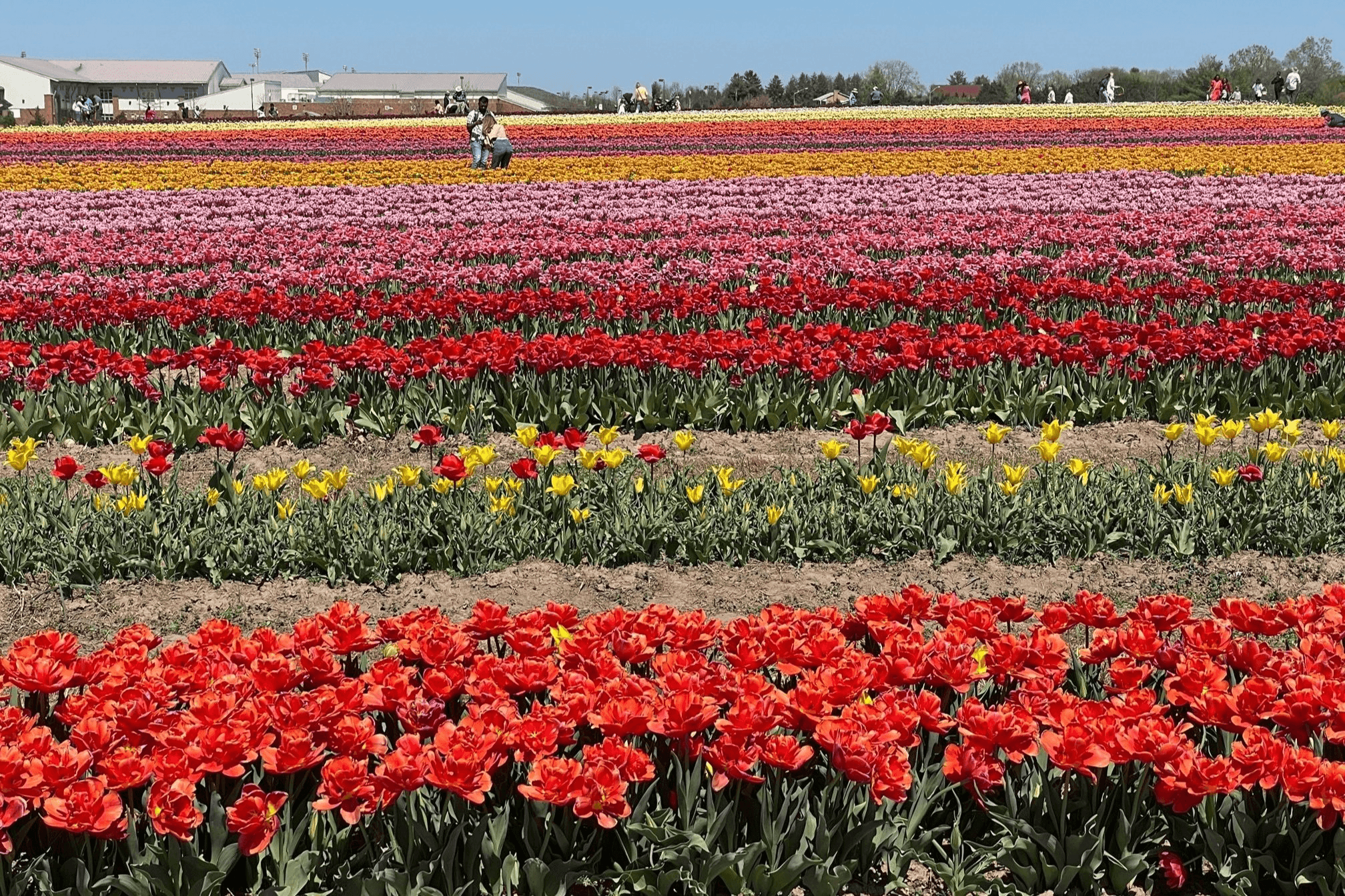 Tulip field
