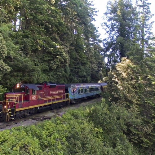 一辆红黄色的火车穿过绿意盎然的森林区域，周围是高大的树木和茂密的绿植。