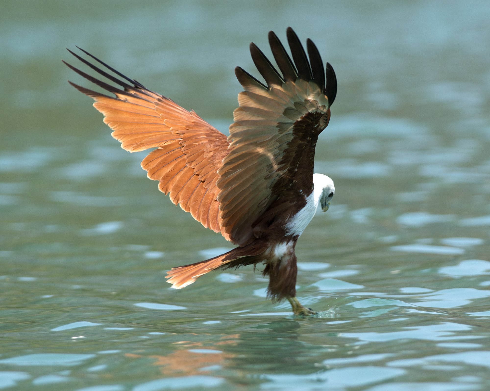 A brahminy kite catching food from the water, as at the eagle feeding on the island hopping tour
