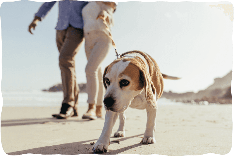 A couple walking a dog in the beach