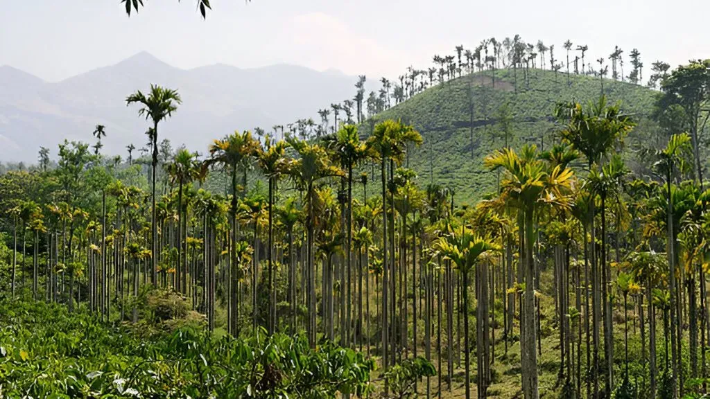Kerala Coffee Plantation.webp