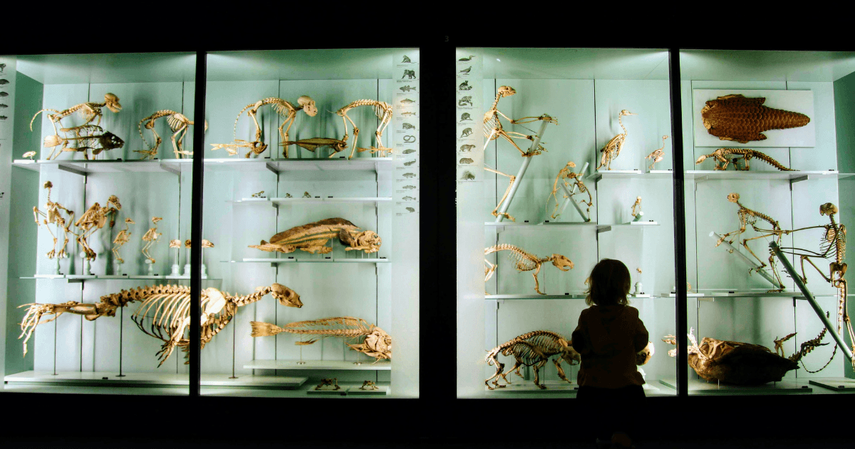 Silhouette of a child standing in front of a museum display case containing wildlife skeletons from a natural history collection.