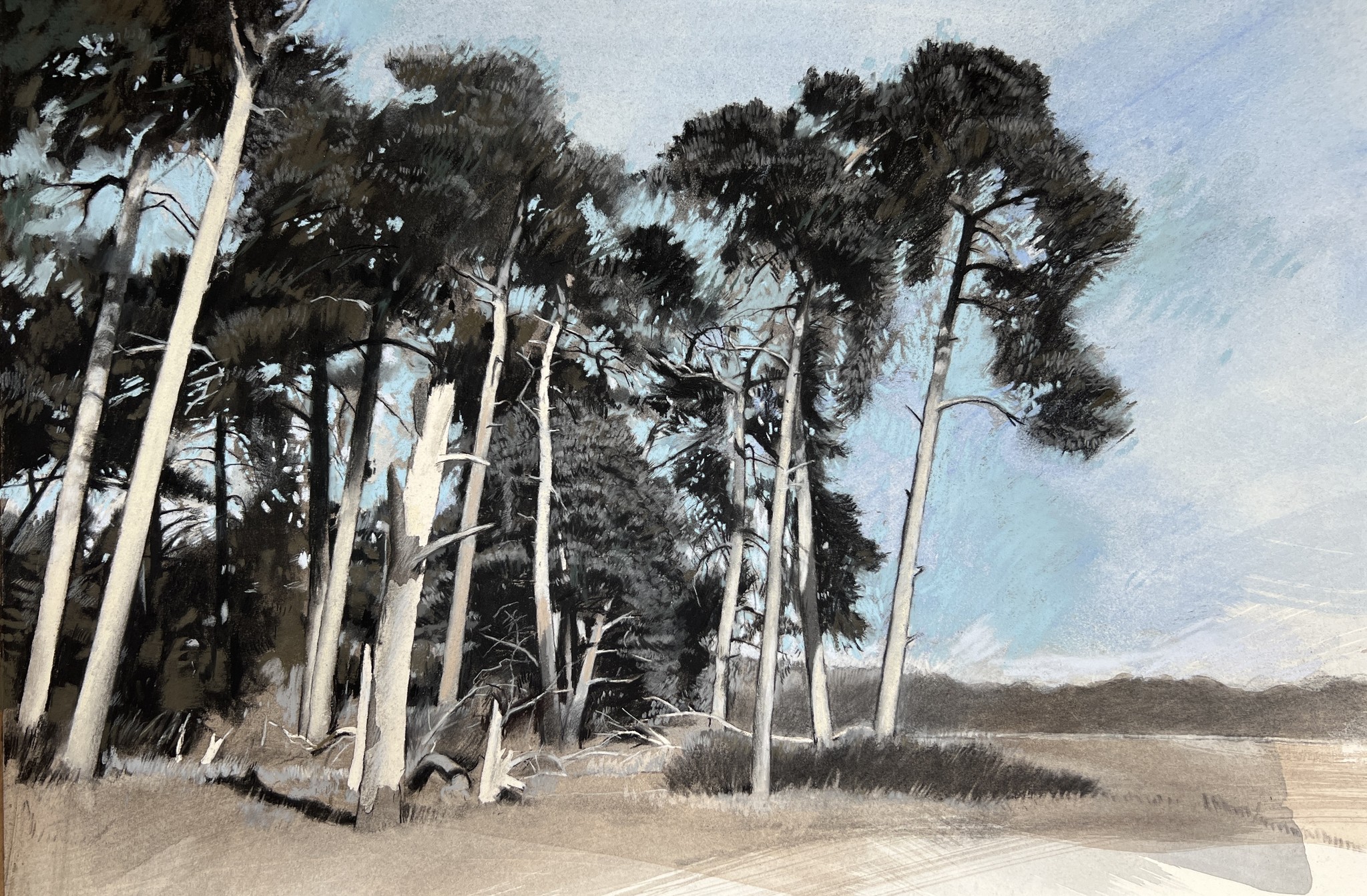 Pine trees at Icklingham, Suffolk