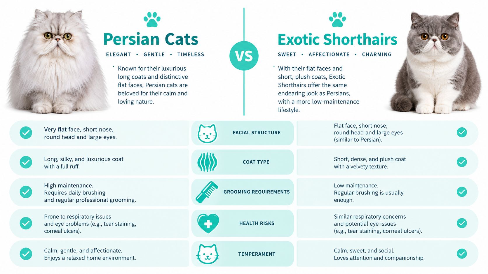 A comparison infographic between Persian cats and Exotic Shorthair cats highlighting differences in coat and grooming needs.