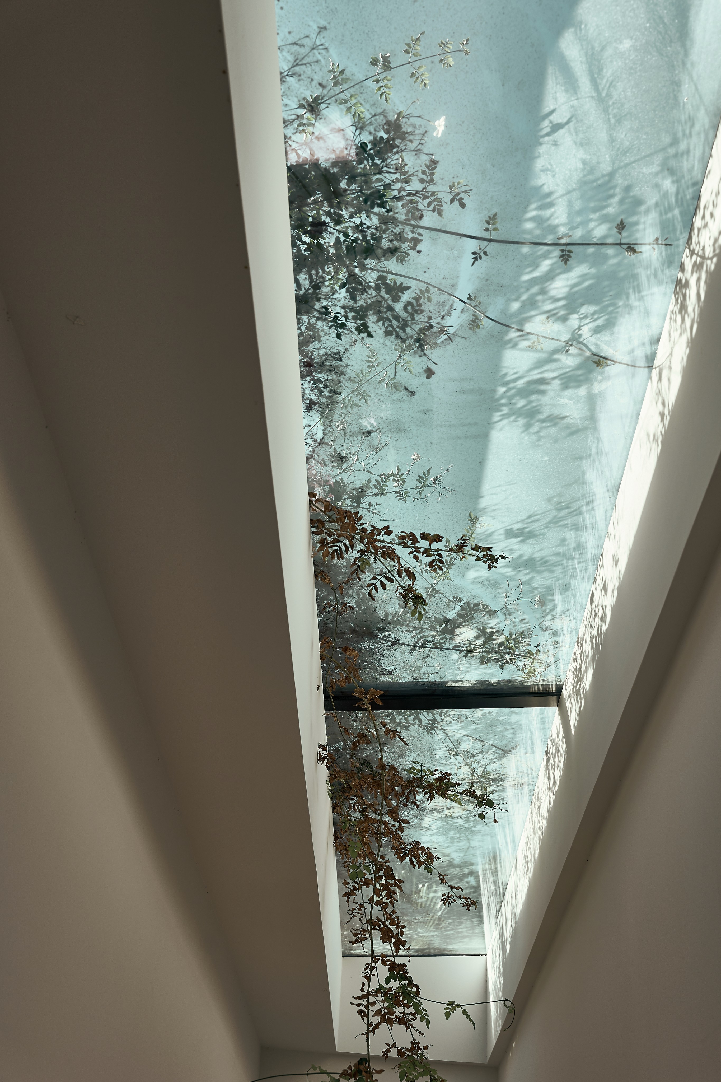Architectural detail from Gråhanå luxury retreat — skylight framed by natural foliage, merging modern architecture and organic elements to express harmony and conscious hospitality.