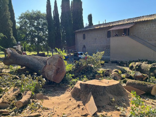 albero di quercia enorme abbattuto da donato perelli potature a bracciano