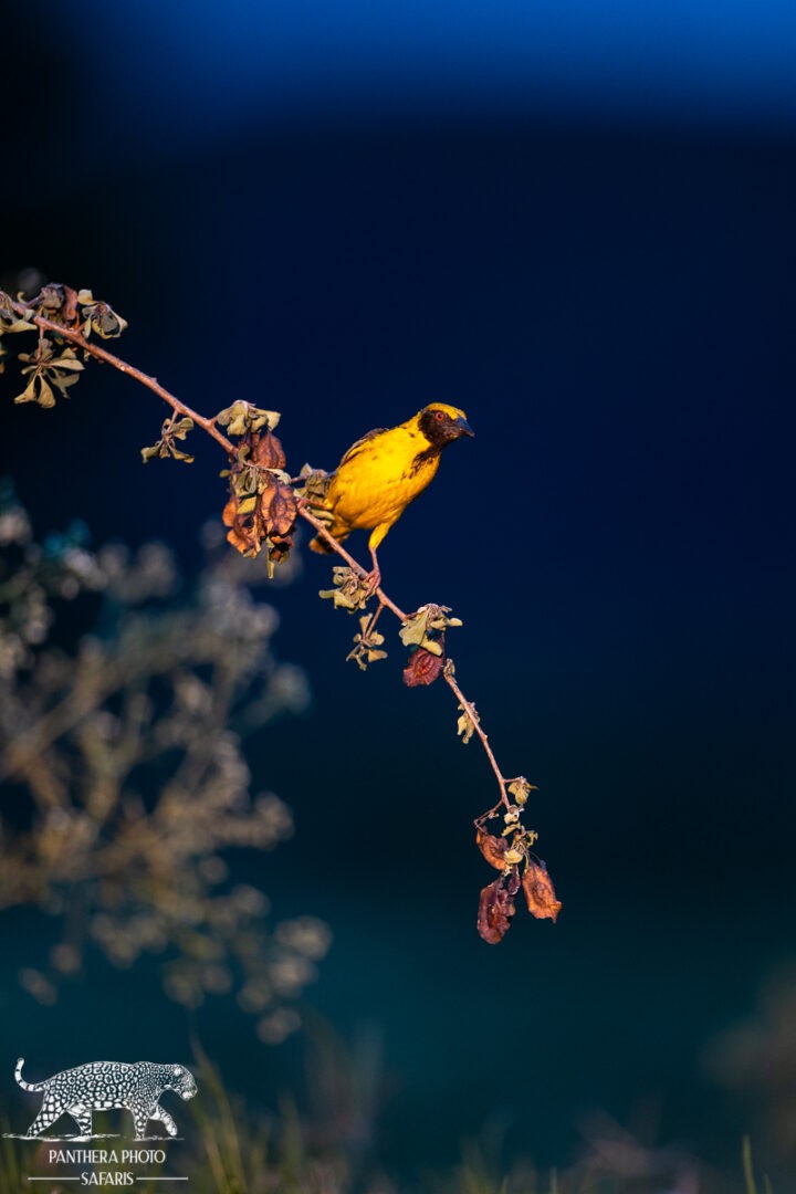Kambaku River Lodge Bird hide Safari Trip Report