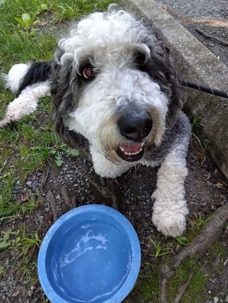 Happy black and white doodle with water bowl during private dog walking in Towson, Maryland