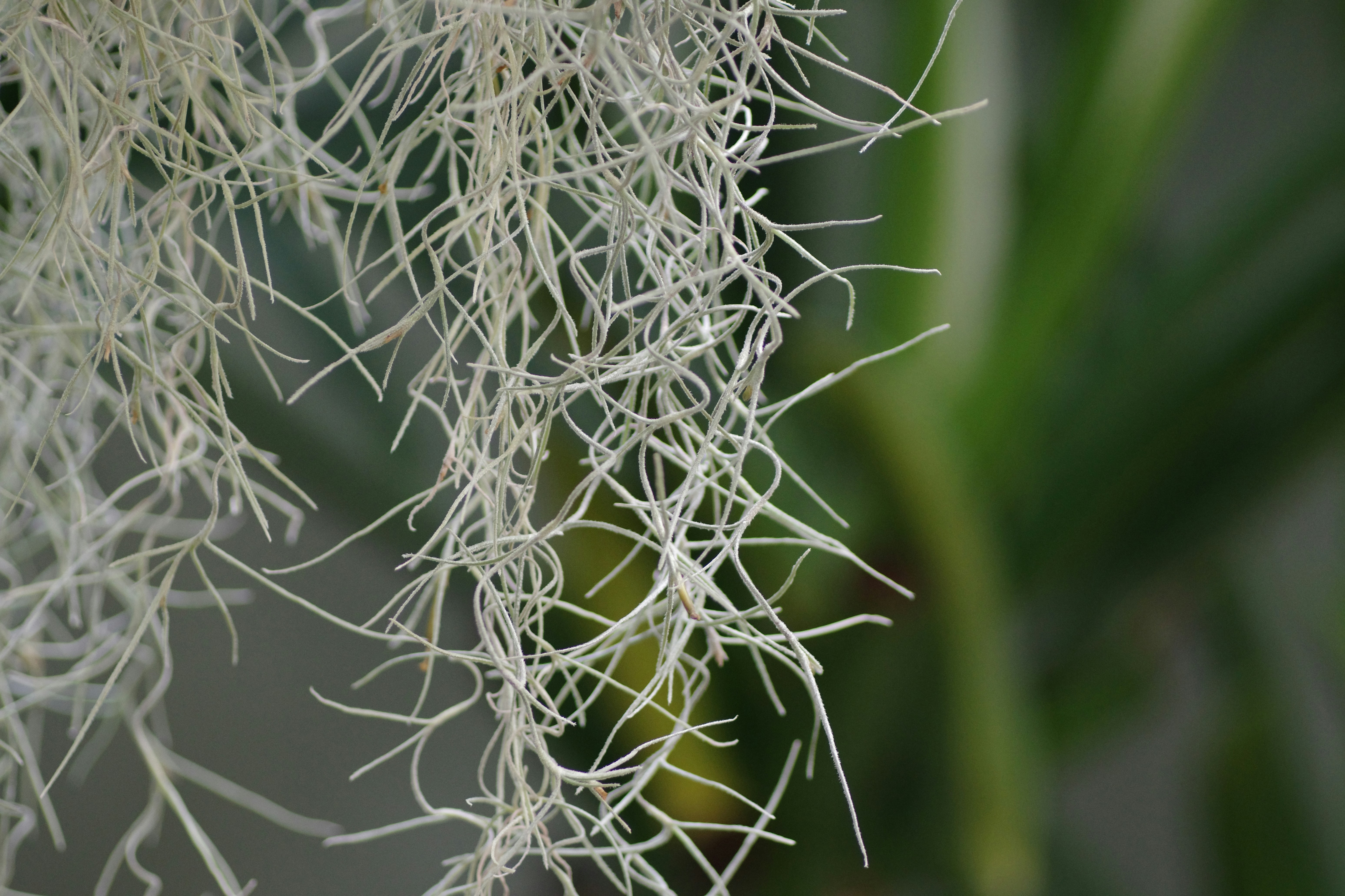Graphic of interconnected organic growth strategies