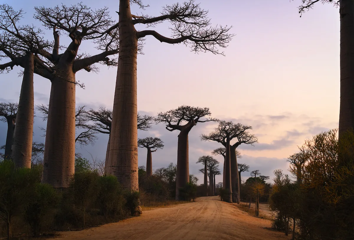 Baobas en la avenida de los Baobas, Madagascar