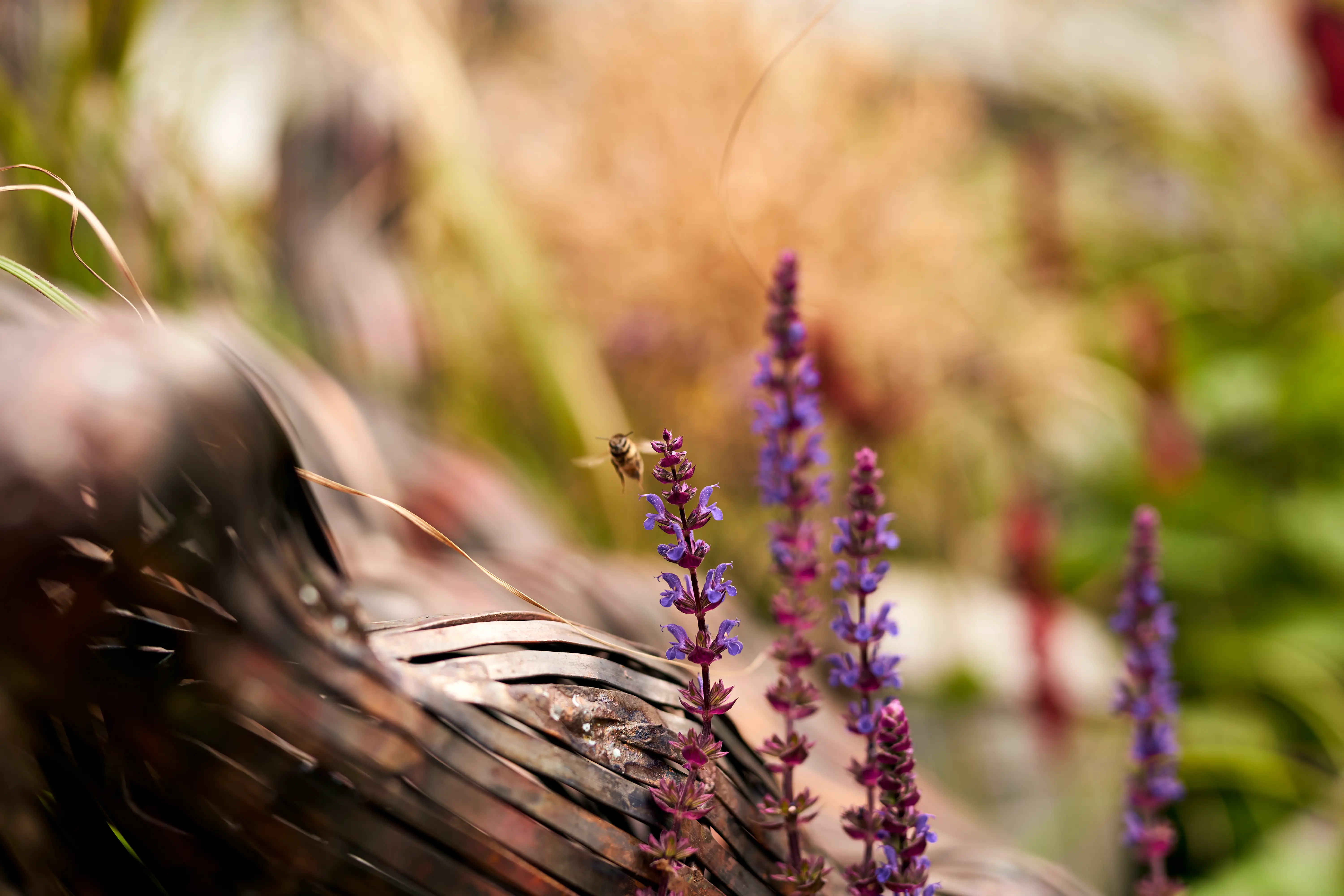 A close-up of a wet animal with soft fur, surrounded by purple flowers and green foliage.