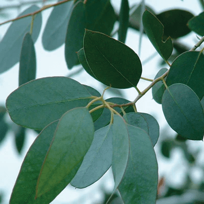 eucalyptus globulus