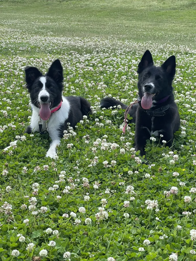 dogs off leash in the park