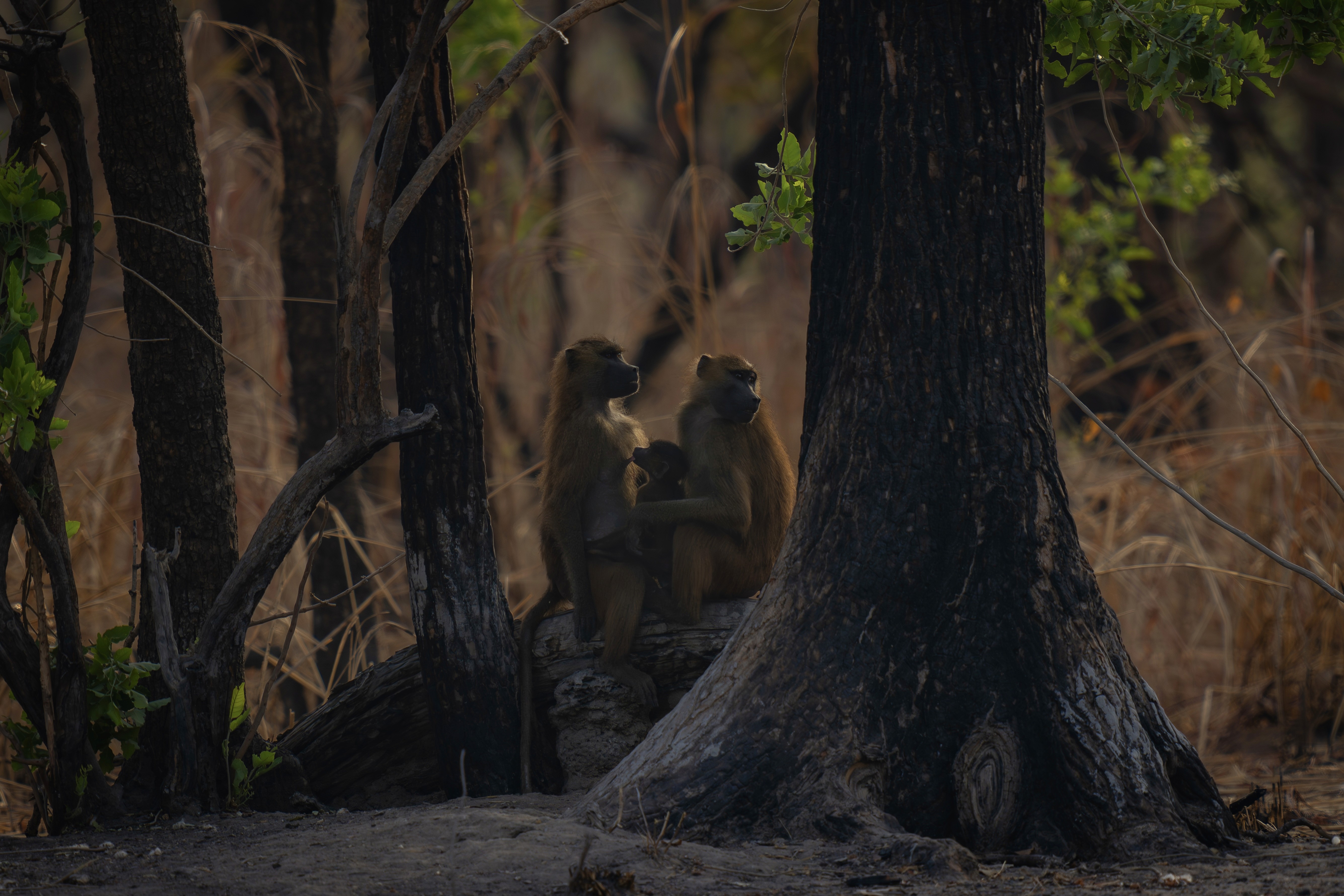 three monkeys sitting at the trees