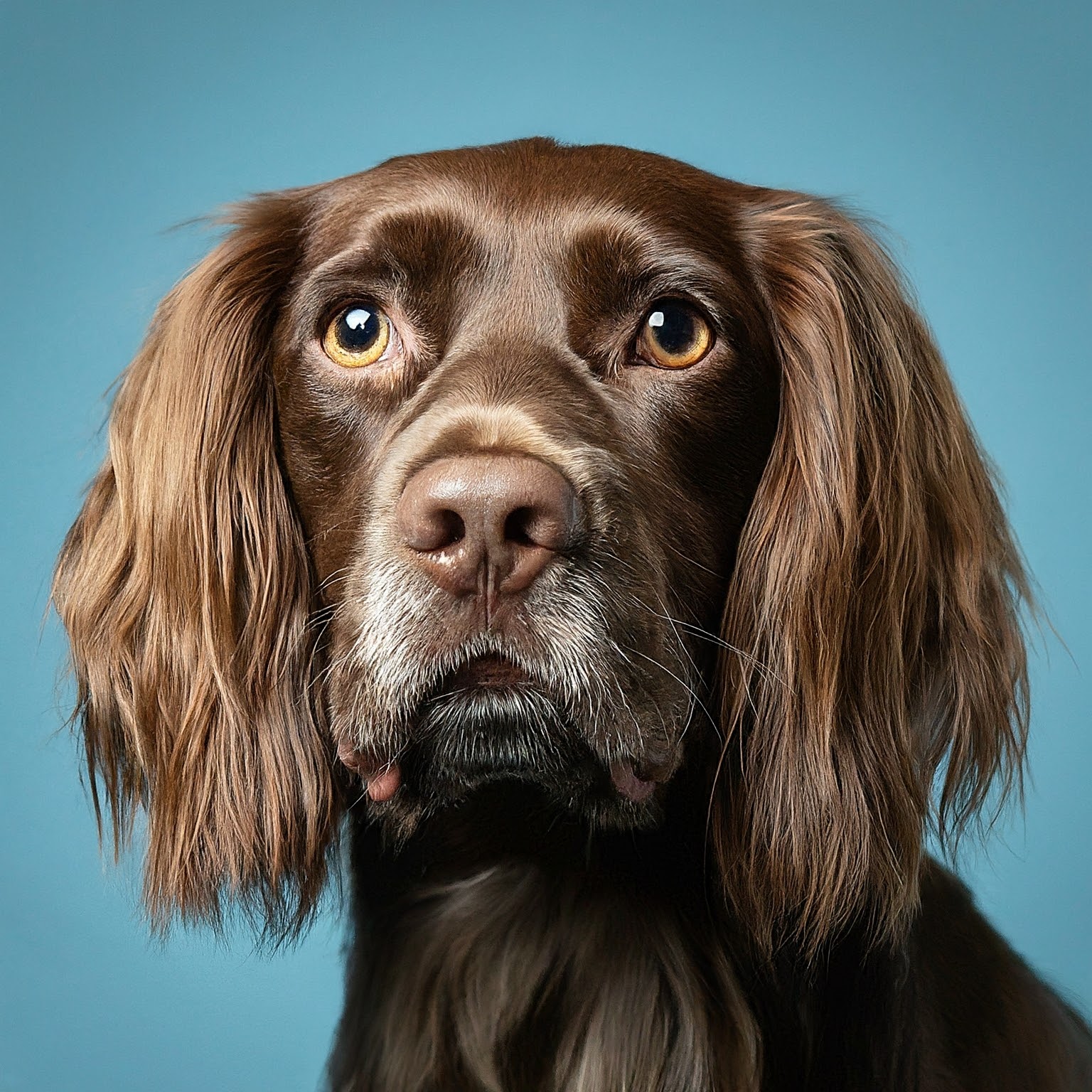 BUDDYUNO, Field Spaniel