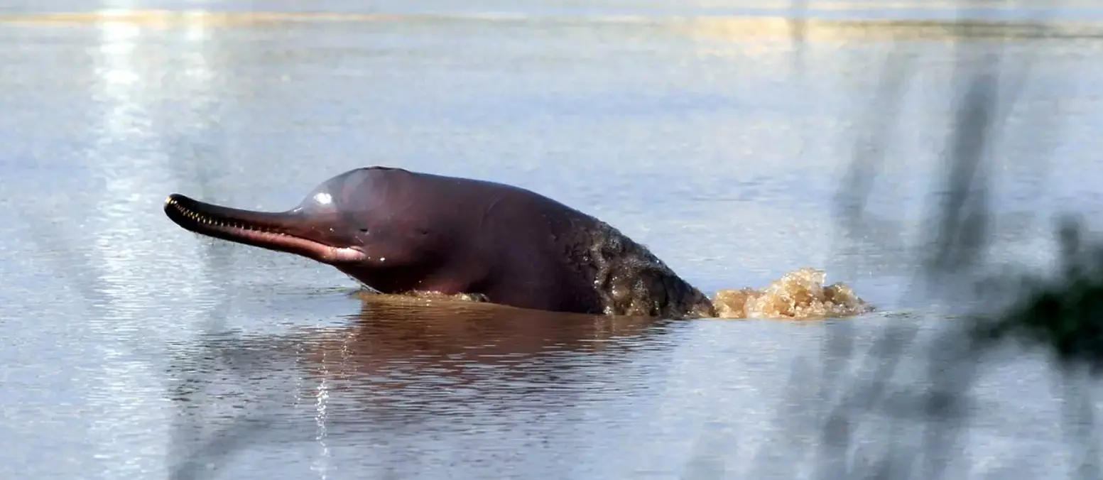 Indus River Dolphin