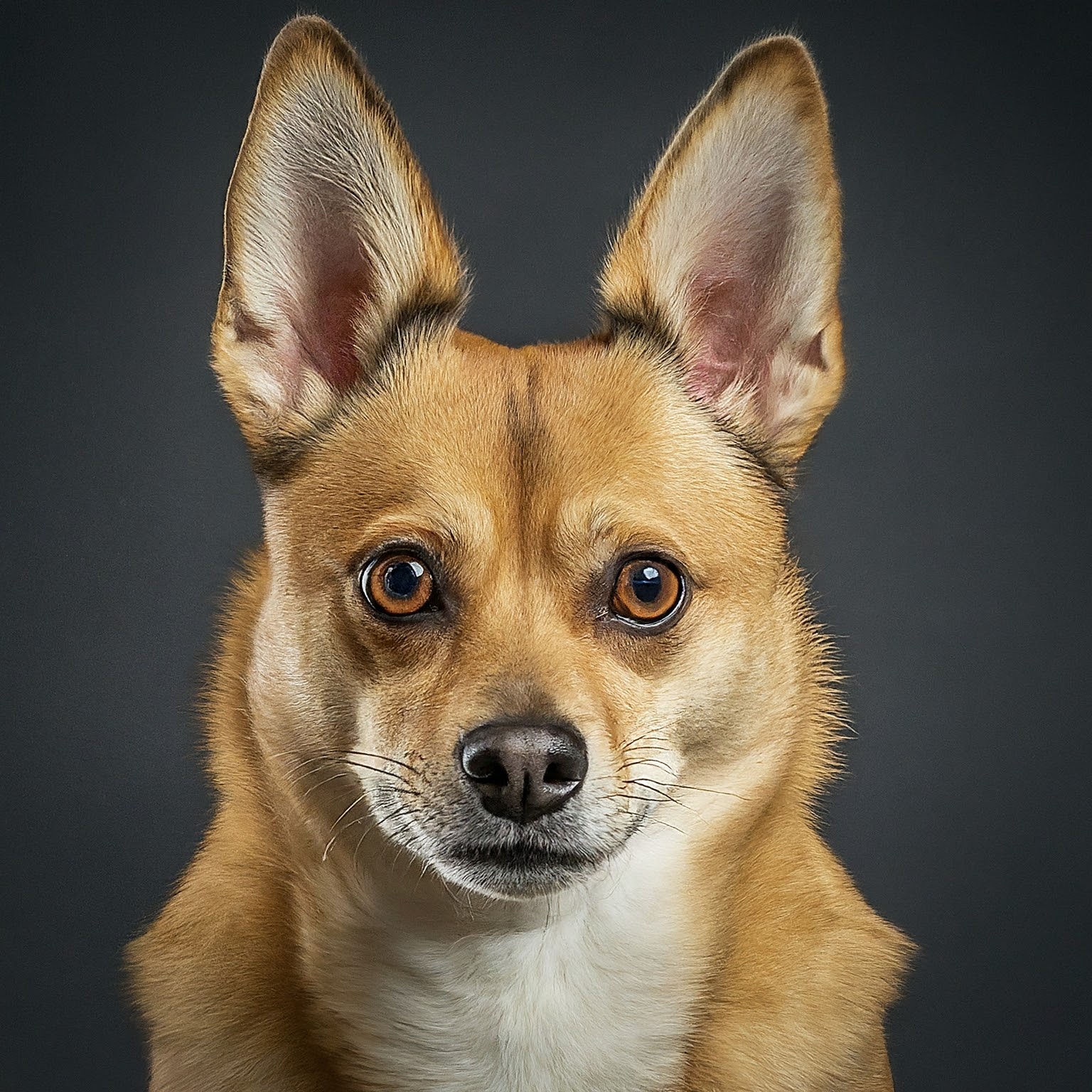 BUDDYUNO, Norwegian Lundehund