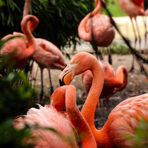 几只粉红色的火烈鸟在自然栖息地中，其中两只在前景中亲密互动。背景是绿色植被。