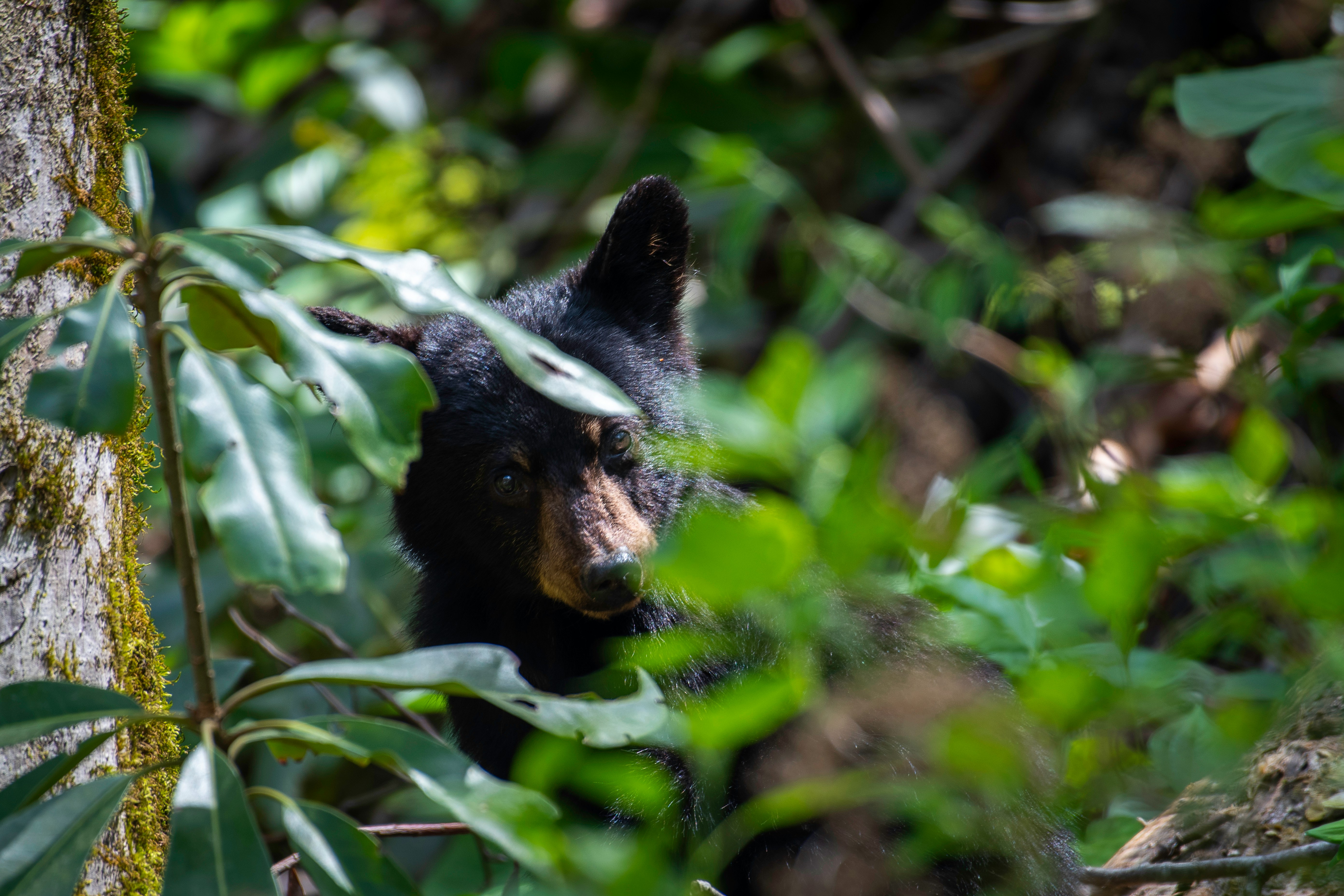 A black bear peers out from lush green foliage.