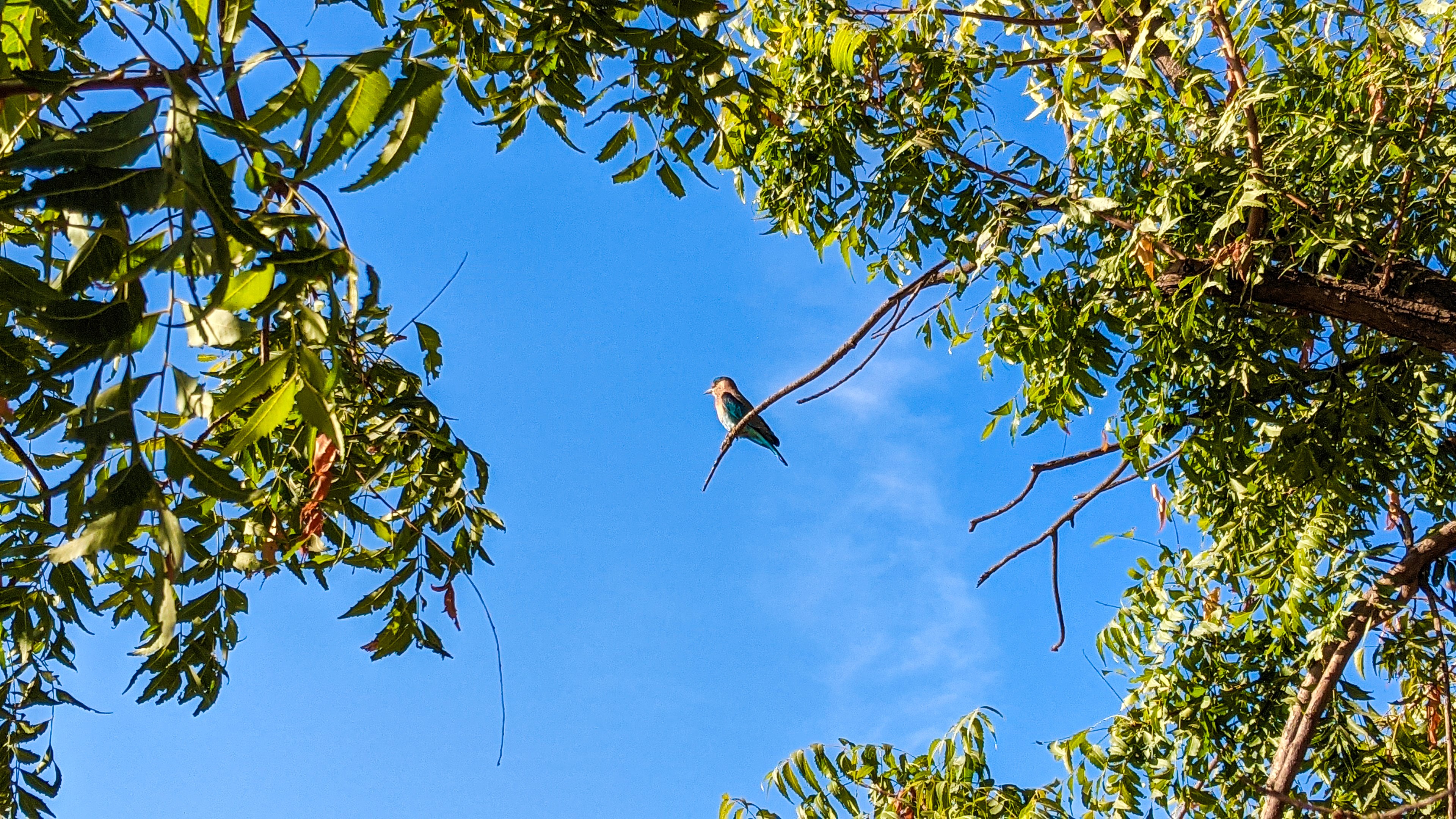 Urban photography of a bird flying above residential high-rise buildings, taken by Samuel Singh Bhakuni.