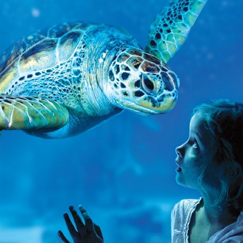 Tiket Masuk SEA LIFE Benalmádena di Benalmadena