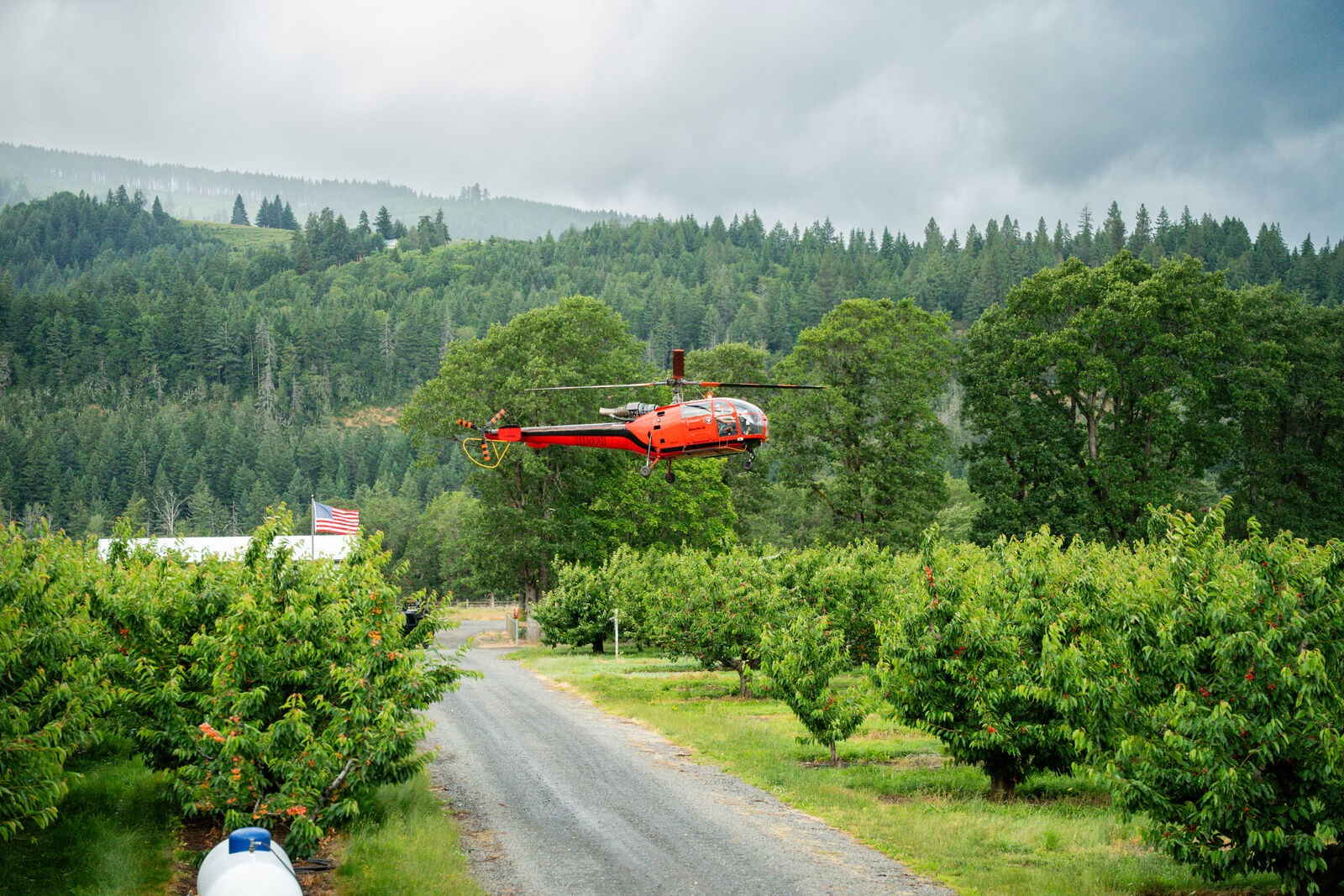 Hood River Cherry Co, a red helicopter flying low over the cherry rows