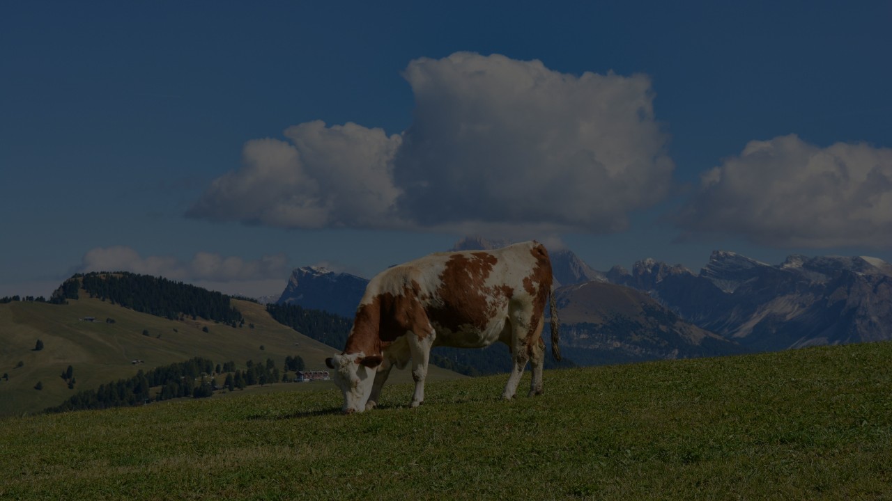Zdravá hnedo-biela dojnica sa pasie na zelenej pastvine v horách, reprezentujúca kvalitný chov hovädzieho dobytka, pre ktorý Merkanta dodáva špičkové dojacie technológie.