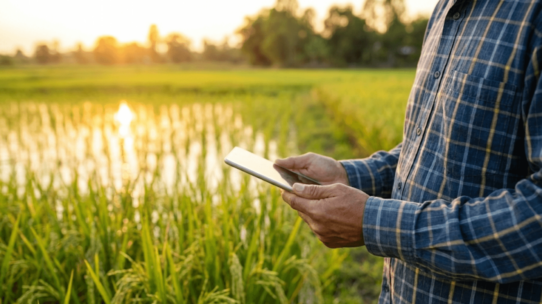 Produtor rural usando tablet na plantação para gerenciar o fluxo de caixa do agronegócio.