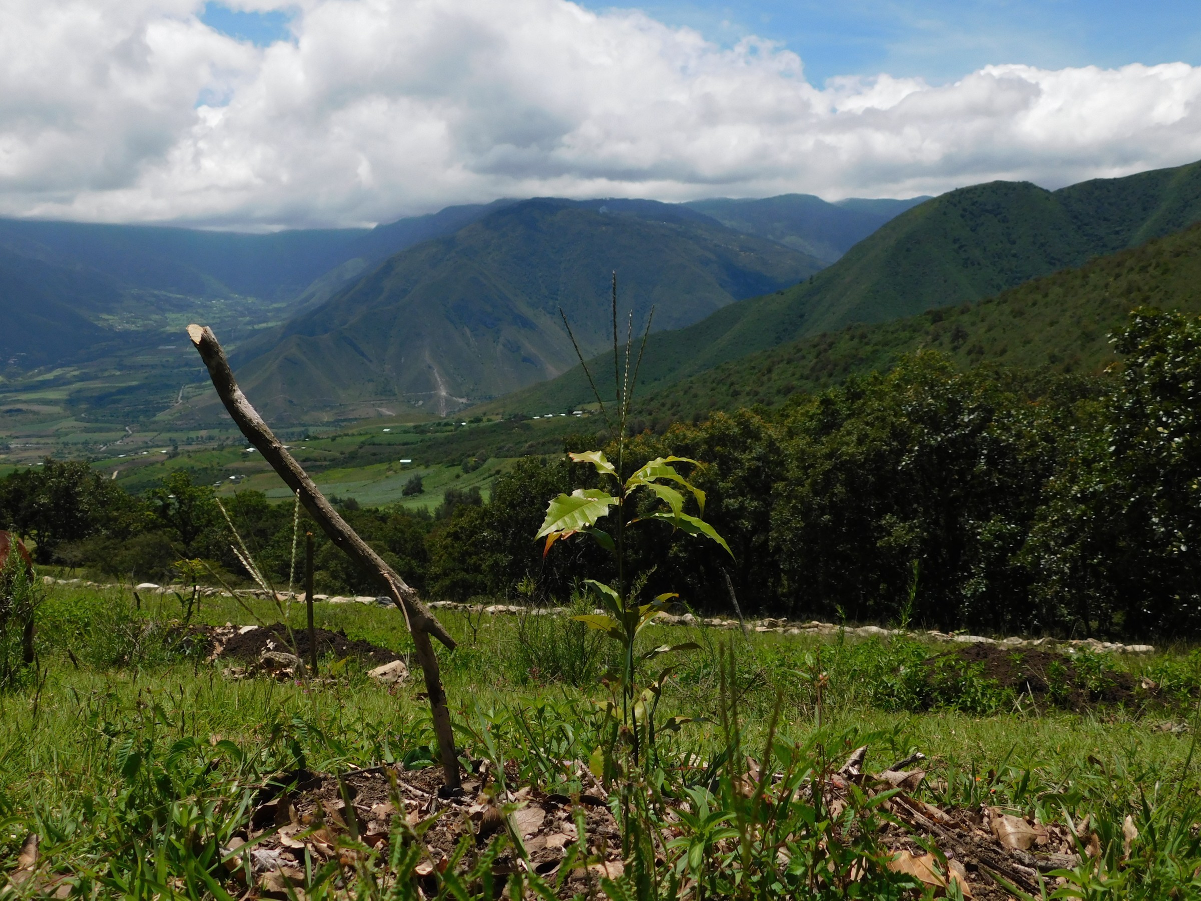 Restauración forestal en el Parque Nacional Cañón del Río Blanco. Fotografía: Ángel Carrasco / FGM, 2025.