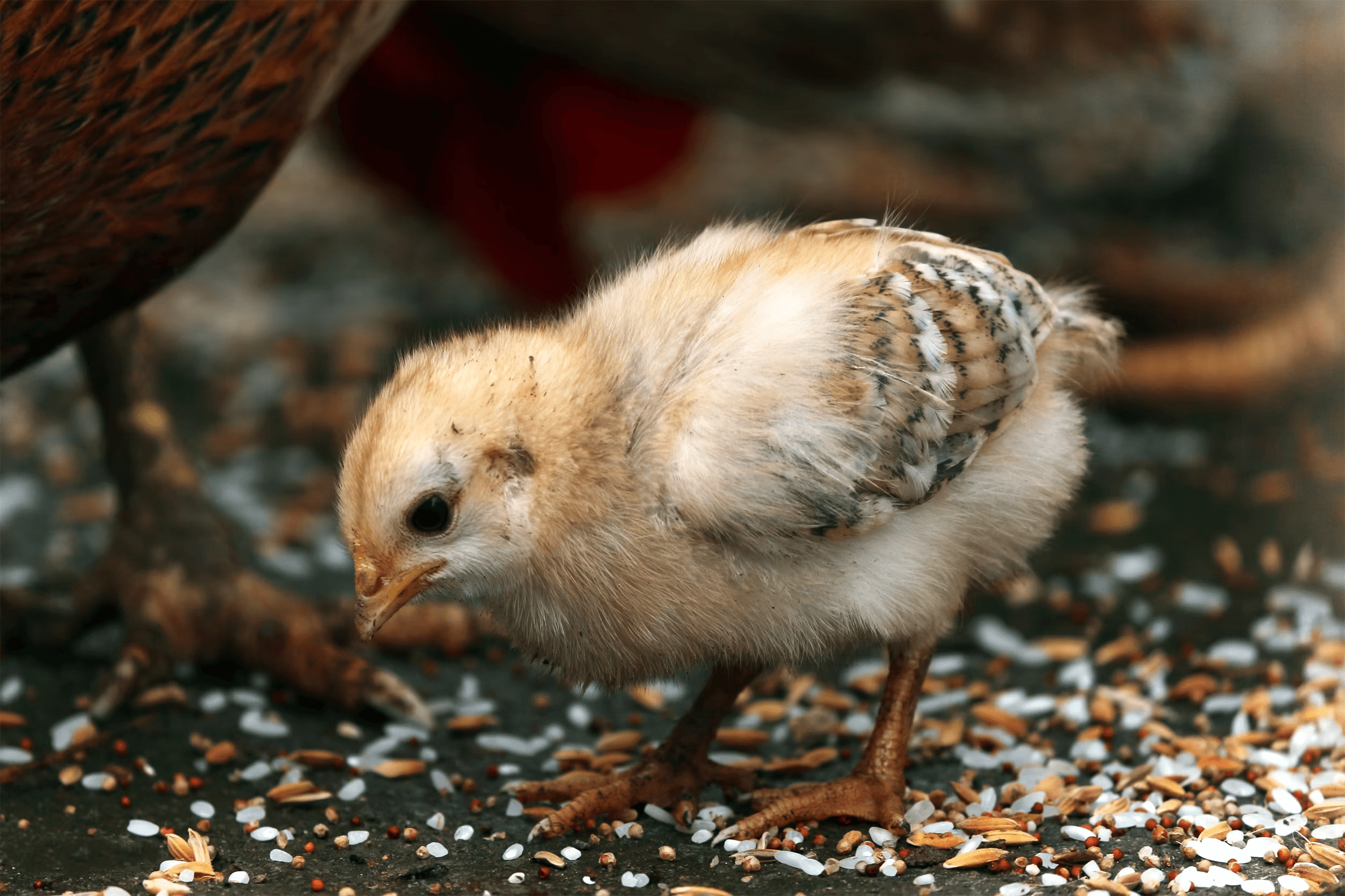 Poultry and Livestock Feed Processing