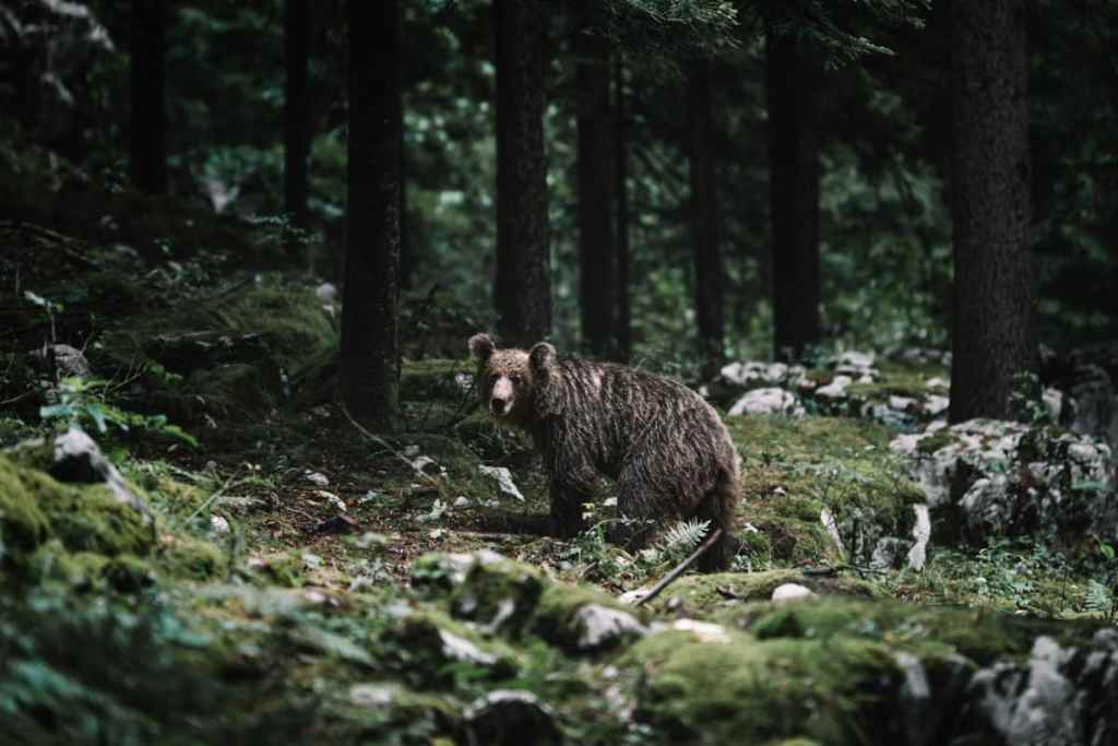brown bear in the forest