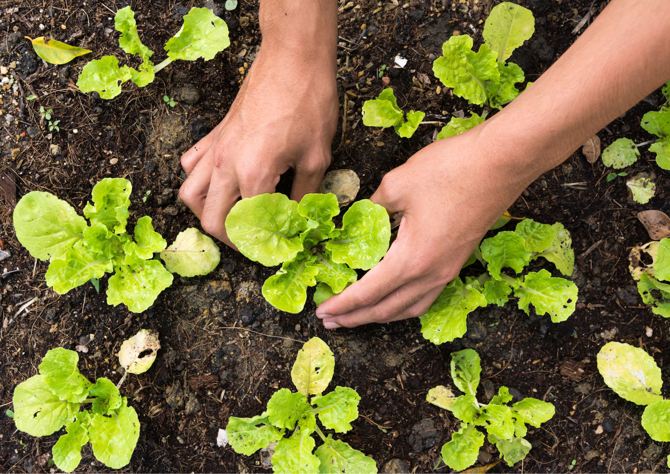Pruning and maintenance tasks in April