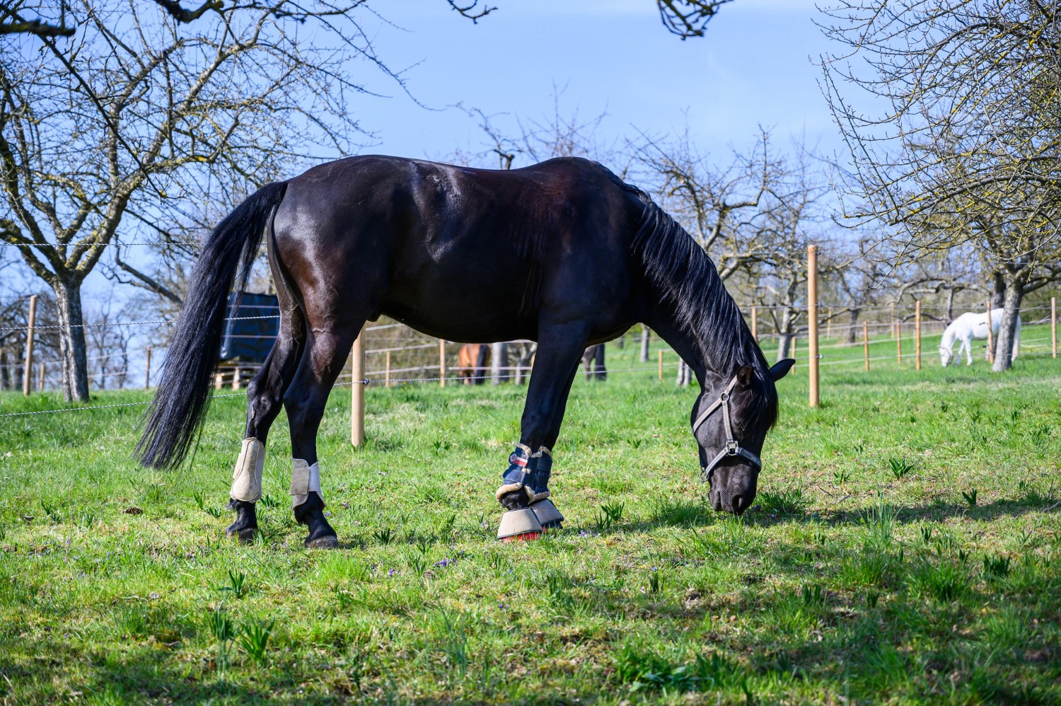 Horses Image