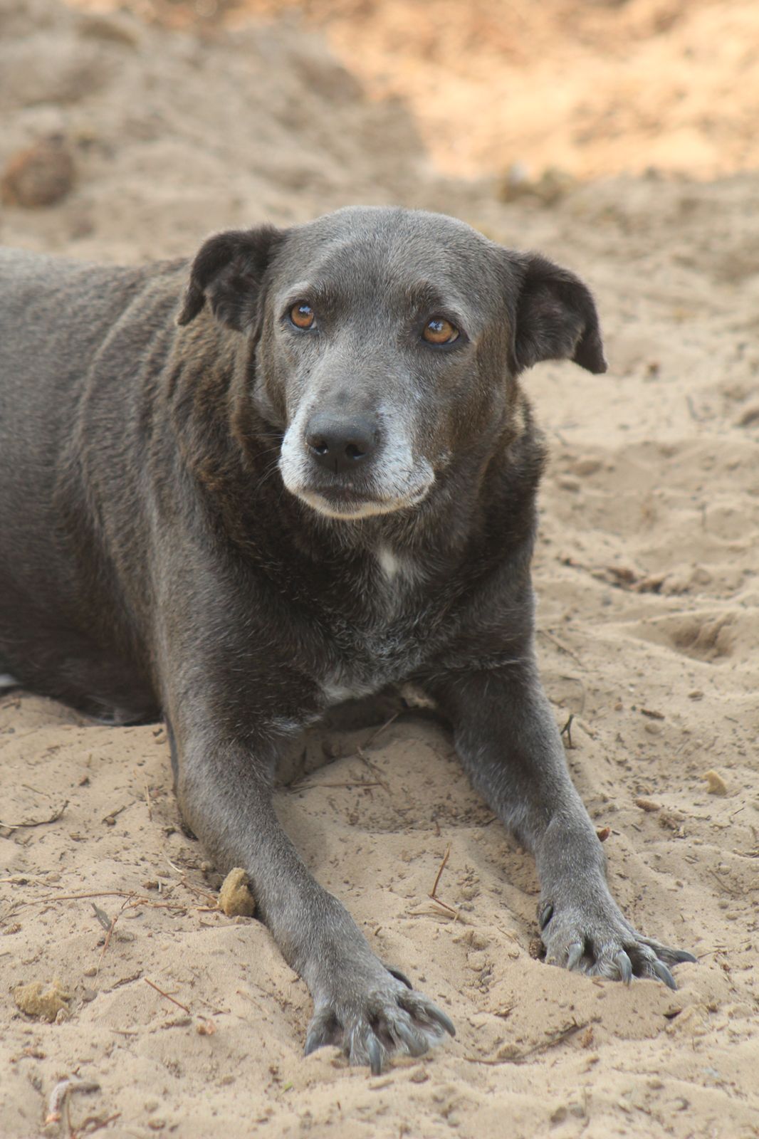 Dog photo