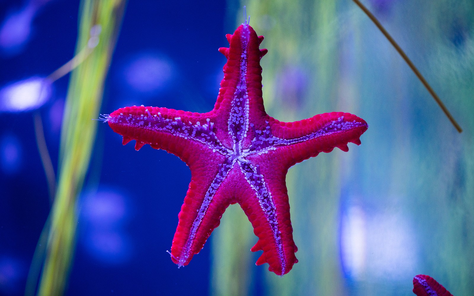 Estrella de mar vermella al Poema del Mar Aquarium, Gran Canària.