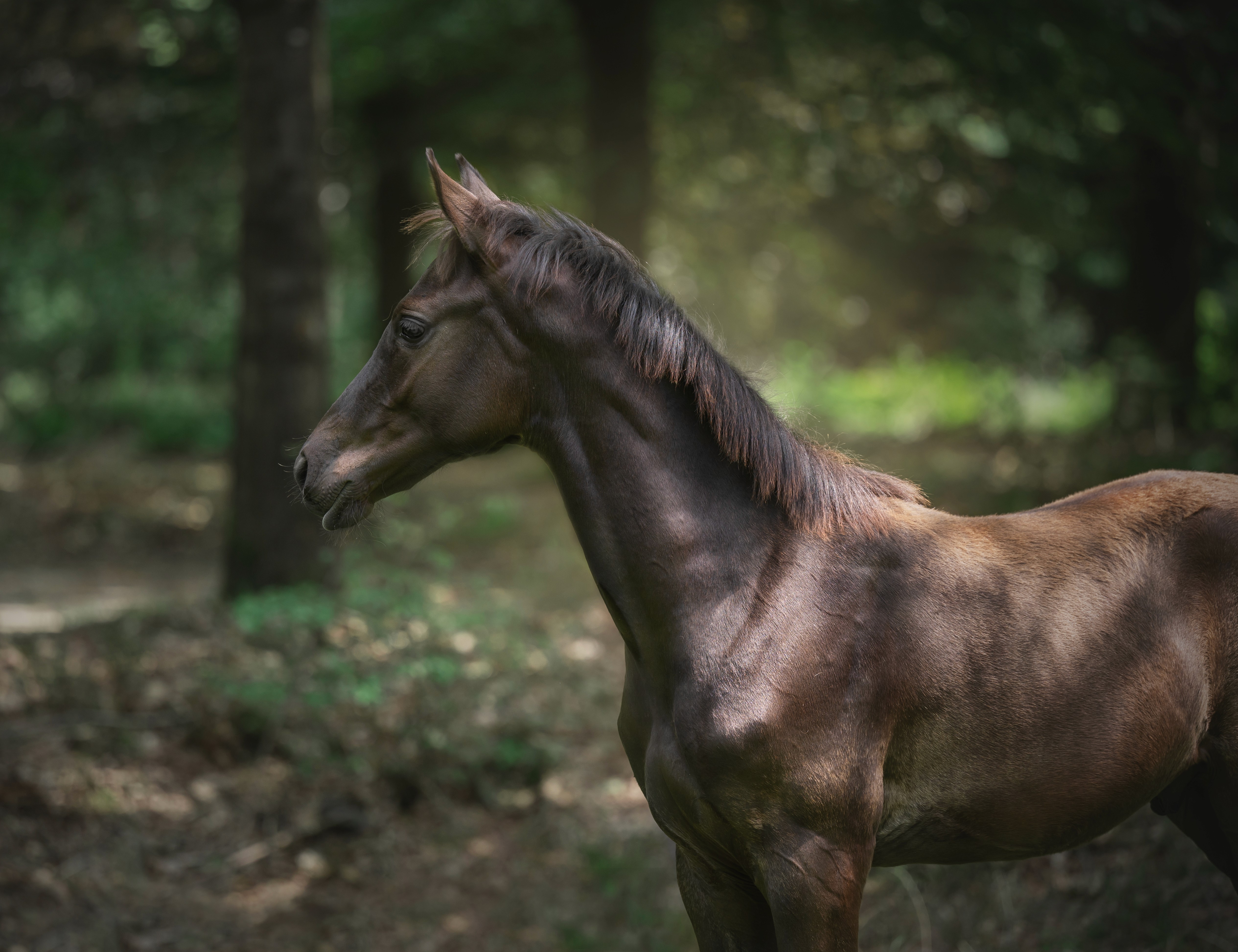 Morricone x Lusitano colt 2024