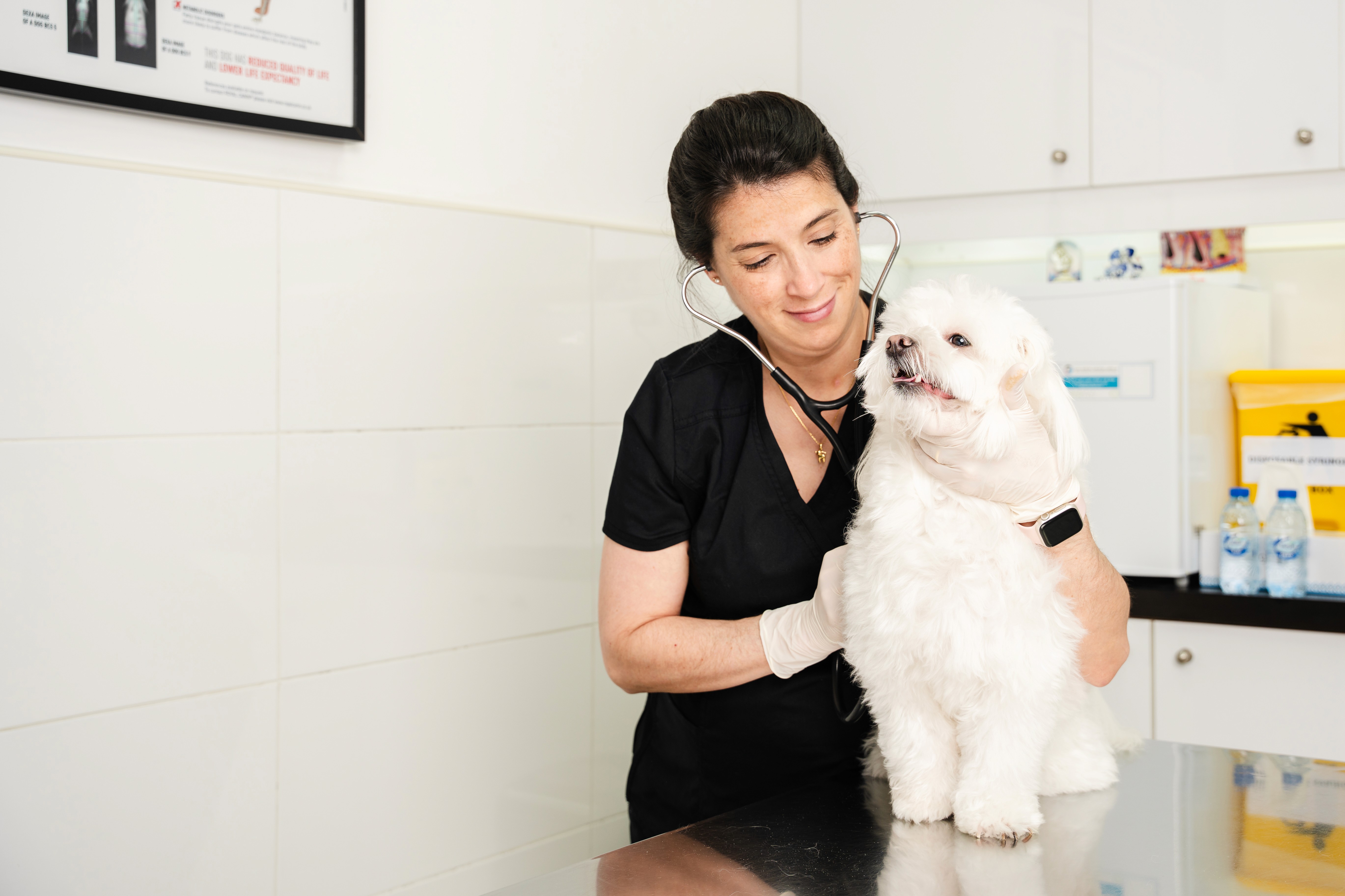 Can a Dog Recover From Kidney Failure?