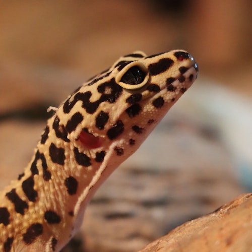 Michin Aquarium Guadalajara