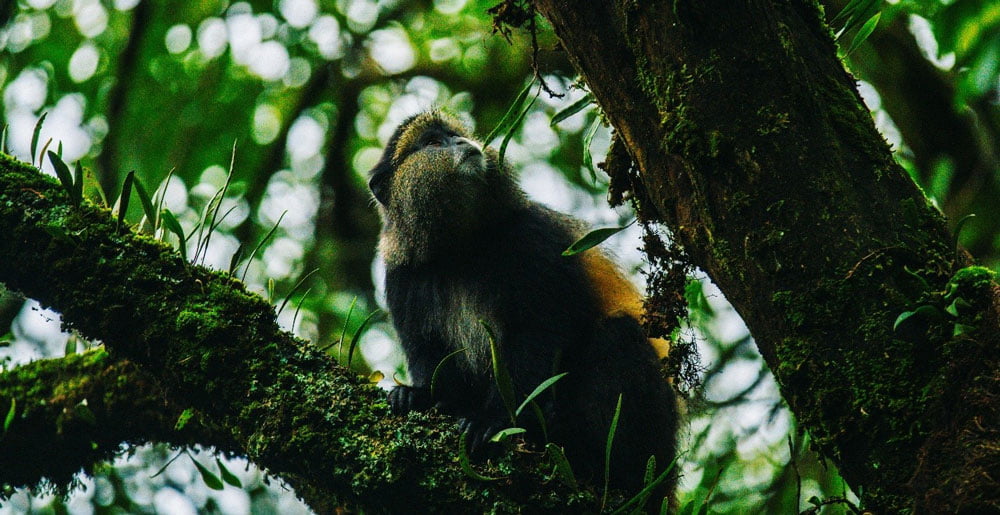The-Higlights-Ugandas----11-tägige-Safari-12